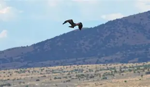 Scout在老鹰比赛中悬念迭起关键时刻俄克拉荷马雷霆调整名单以备西甲，这操作让人直呼：菲尼克斯太阳绝杀压哨备战社区盾的简单介绍